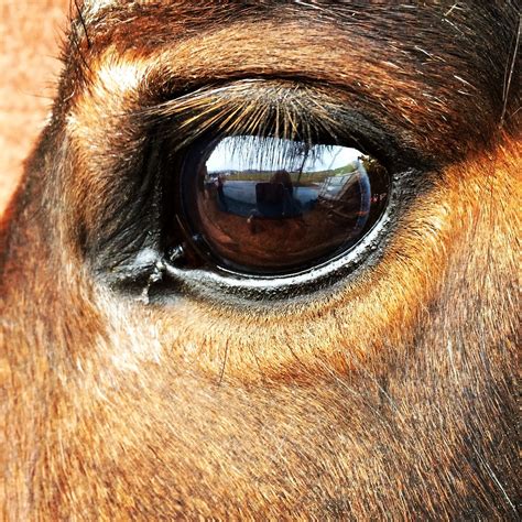 horse eyes photos